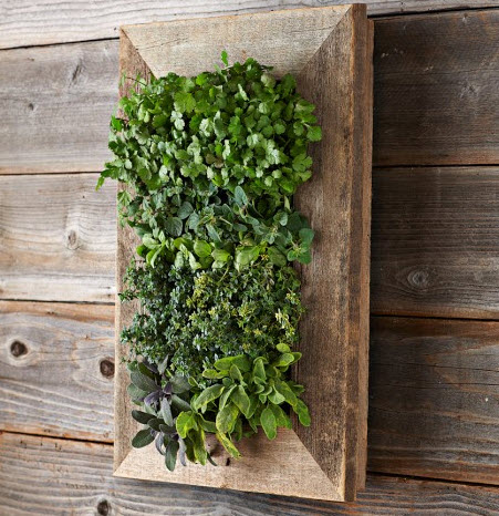 Reclaimed Wood Wall Planter for Herbs
