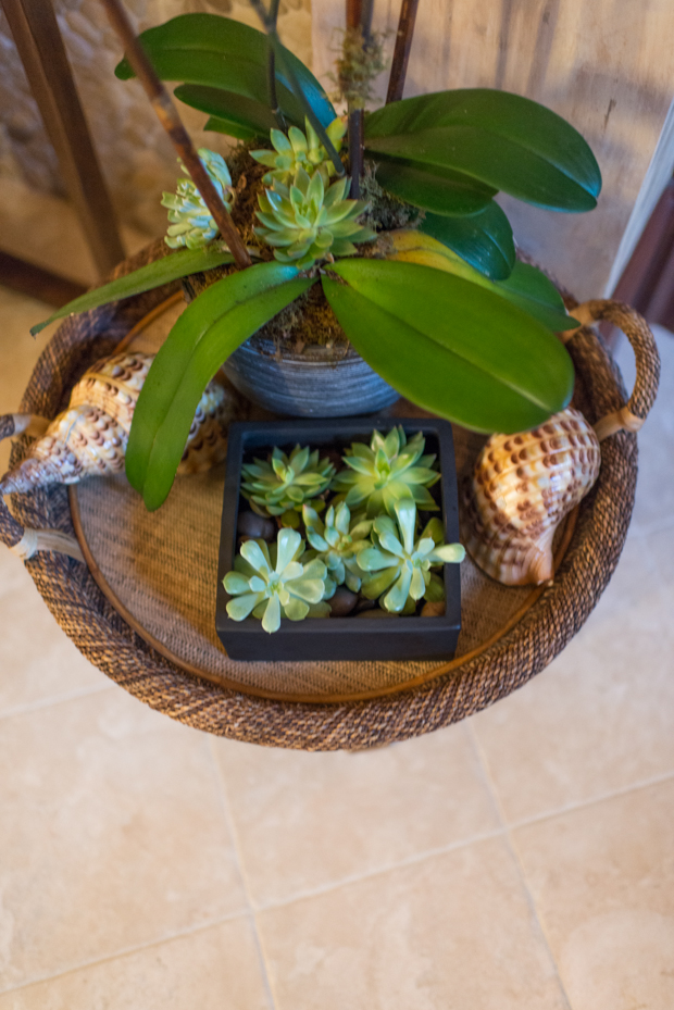 succulents in orchid pot