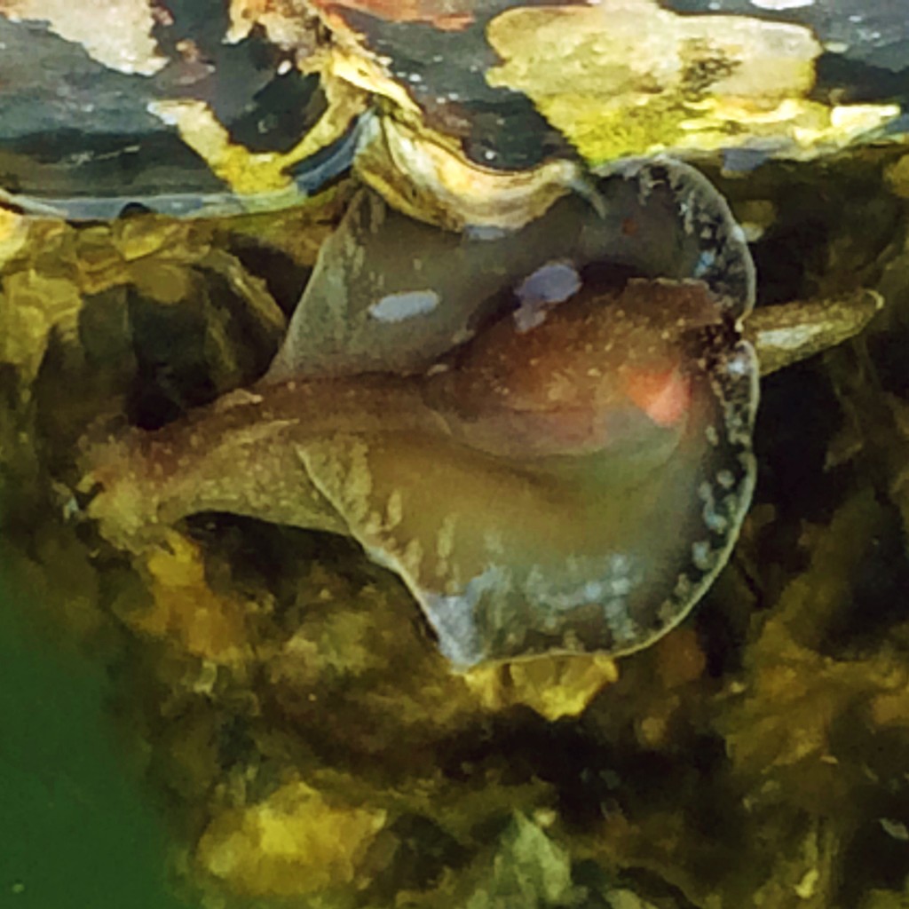 Swimming Sea Slug edited in Litely| A Grateful Life Blog
