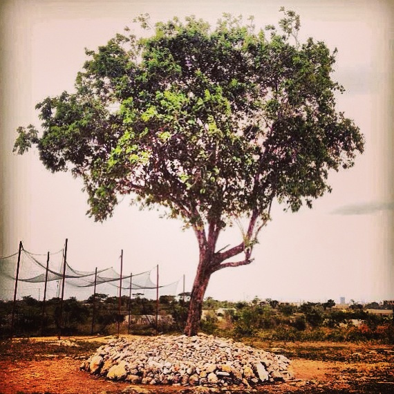 Tree of Hope