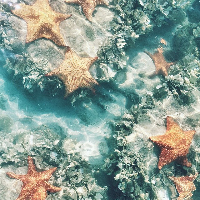 Star Fish