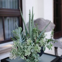 Decorating with succulents