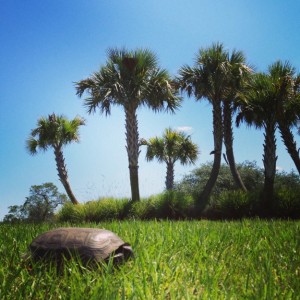 Gopher Tortoise in Florida